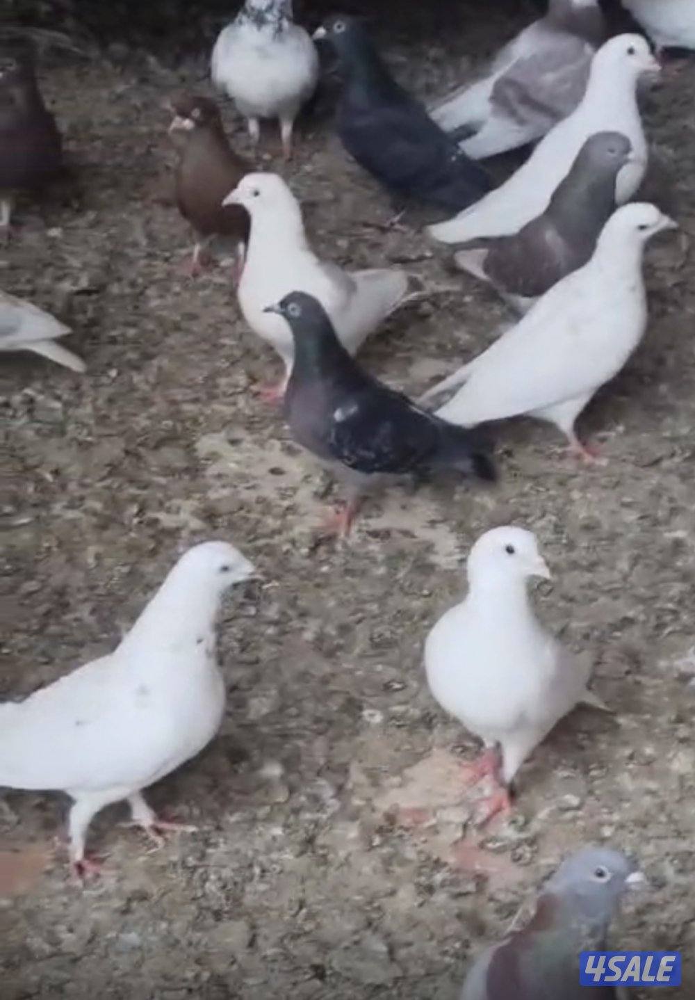 حمام دشاشي وزاجل وهاي فلير1