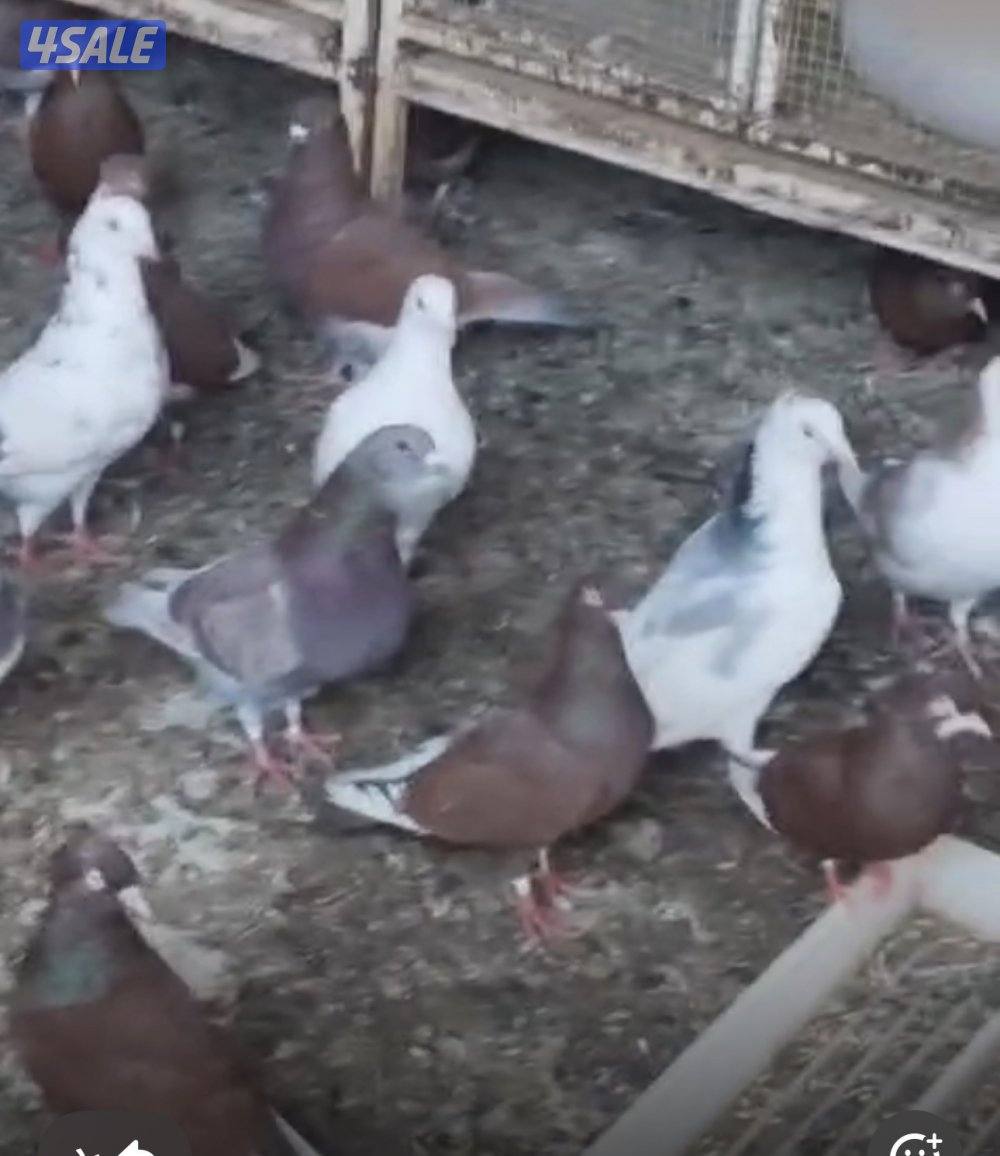 حمام دشاشي وزاجل وهاي فلير3