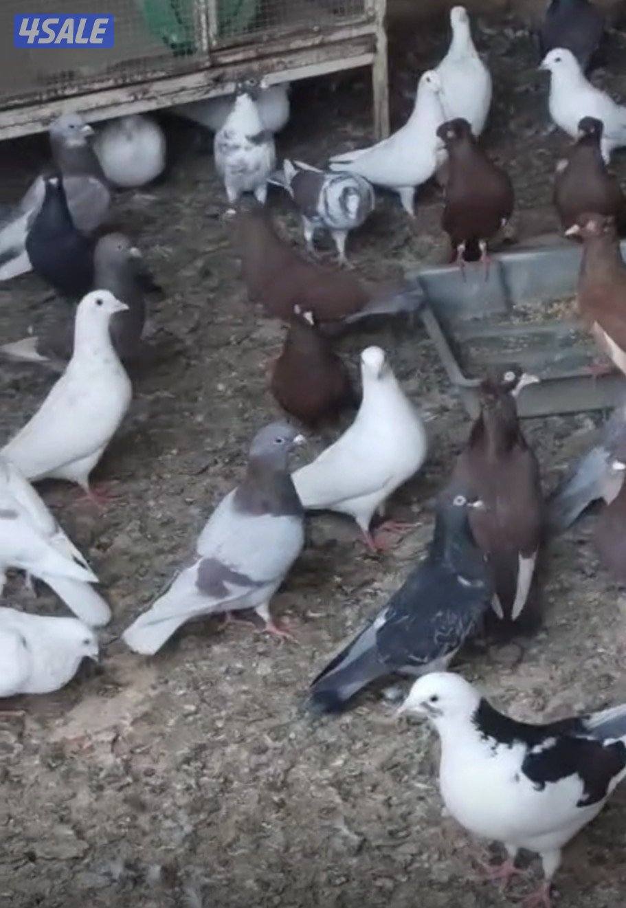 حمام دشاشي وزاجل وهاي فلير4