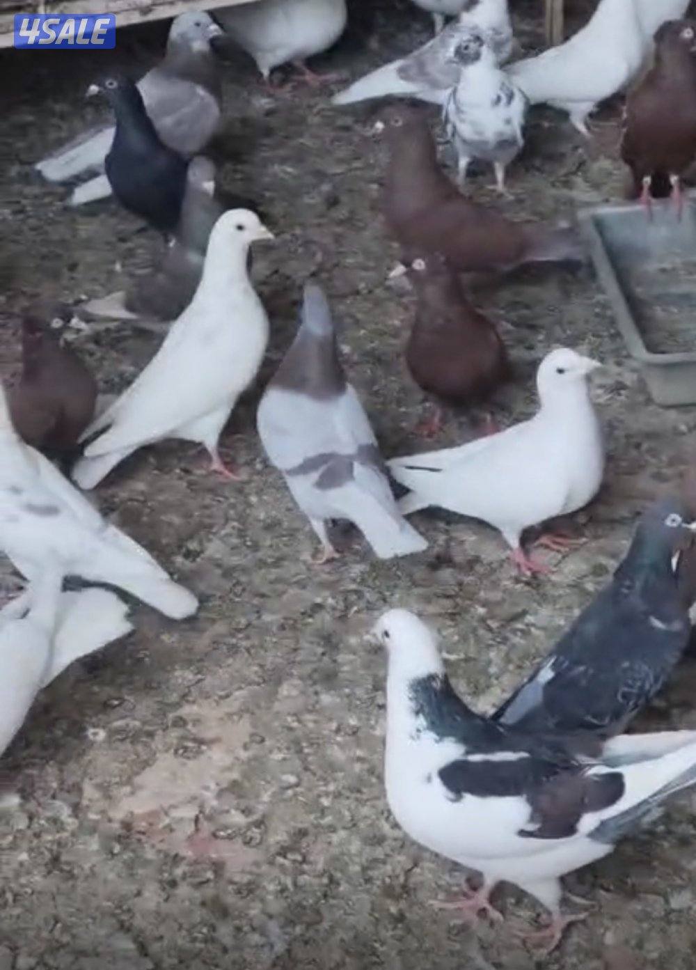 حمام دشاشي وزاجل وهاي فلير5