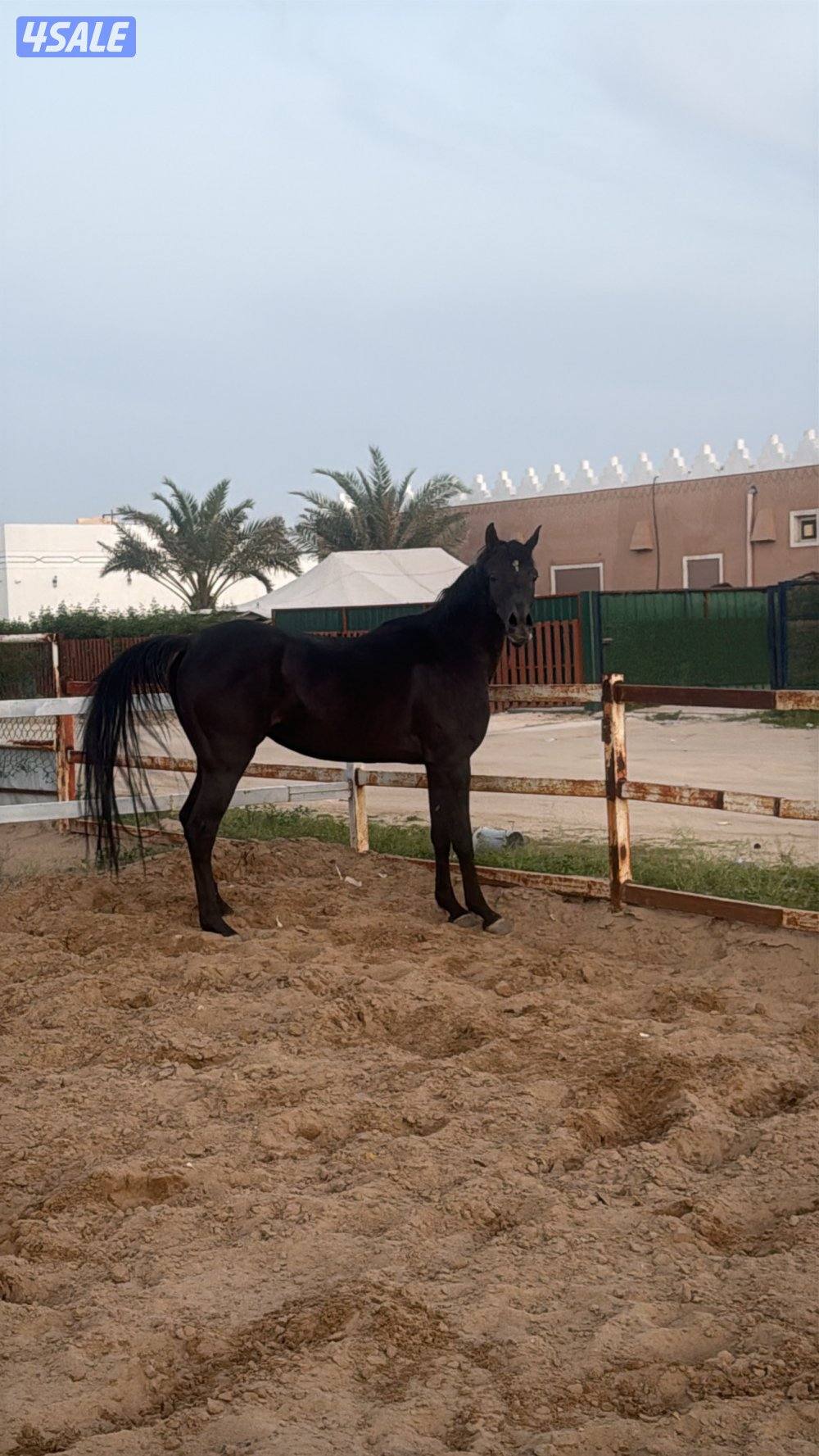 للبيع فرس واهو مواليد 2020 شرط السلم بدي وأرحام مافيها فك ولا صدأت0