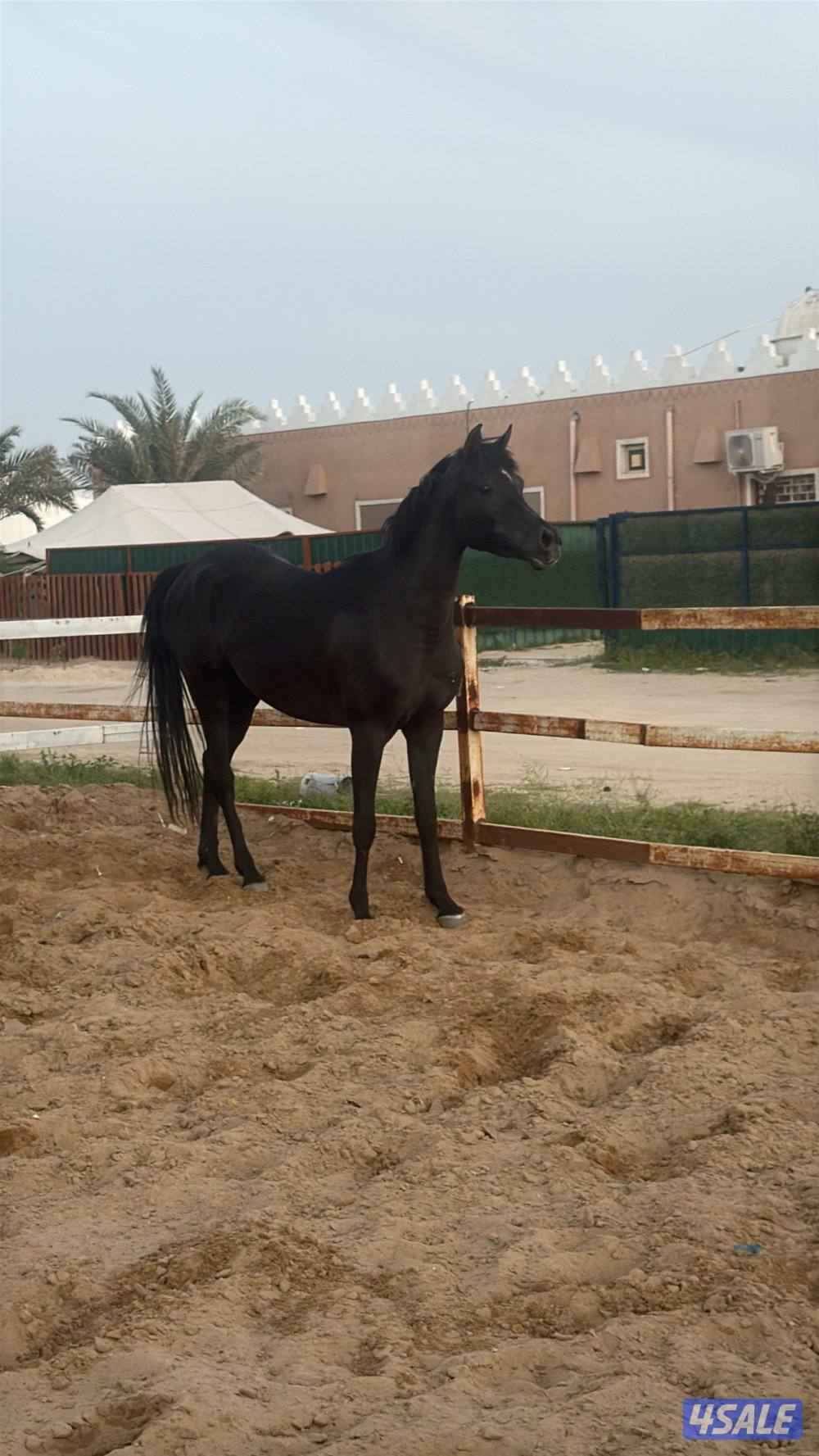للبيع فرس واهو مواليد 2020 شرط السلم بدي وأرحام مافيها فك ولا صدأت1