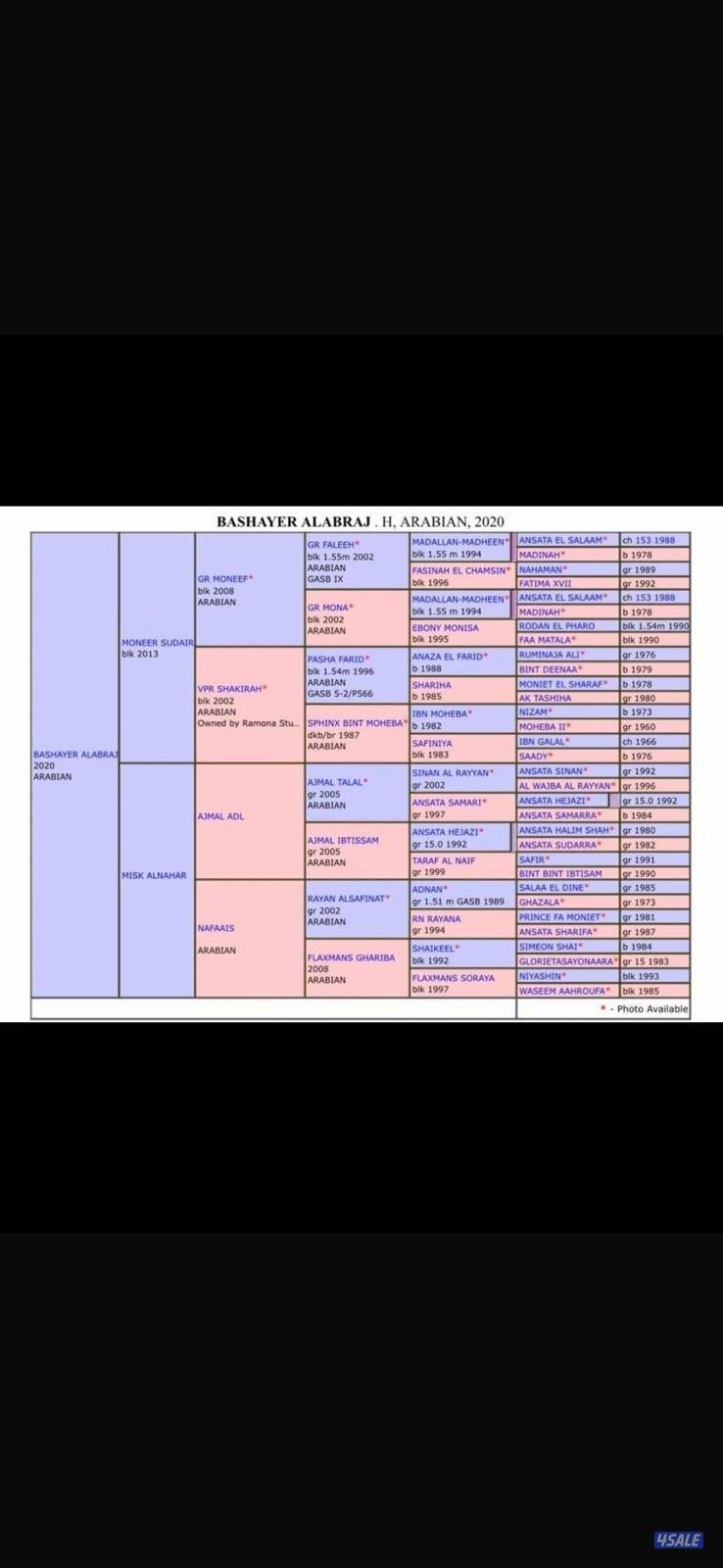 للبيع فرس واهو مواليد 2020 شرط السلم بدي وأرحام مافيها فك ولا صدأت2