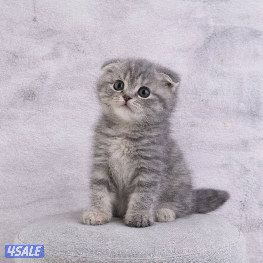 للبيع جاهزه للتسليم0