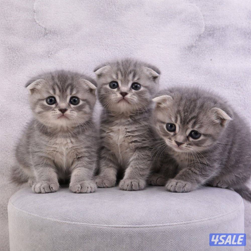 للبيع جاهزه للتسليم10