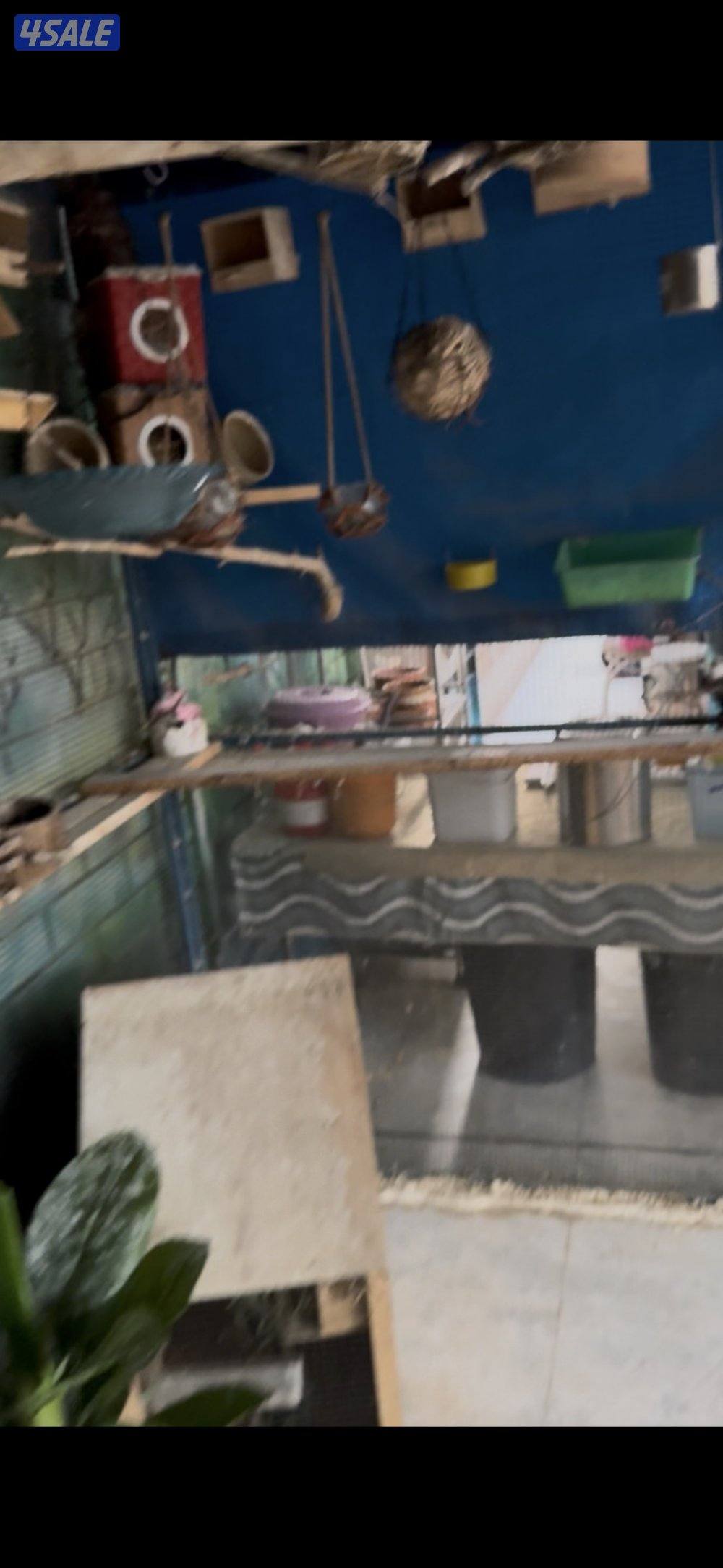 للبيع ٣ اقفاص0