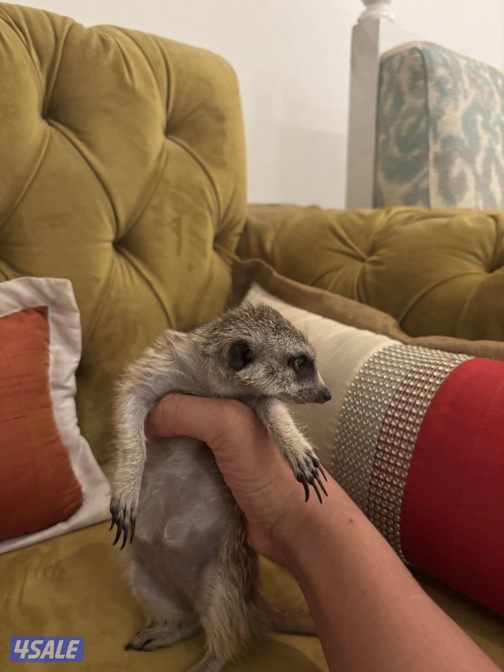 ميركات نثيه ٣ شهور0