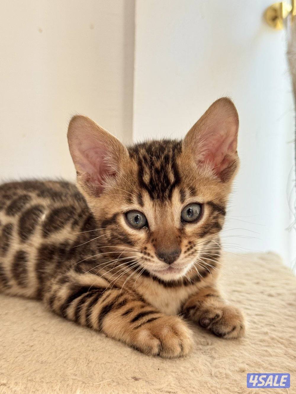 Exotic Russians bengals kittens for sales in rare colors قطط بنغال2