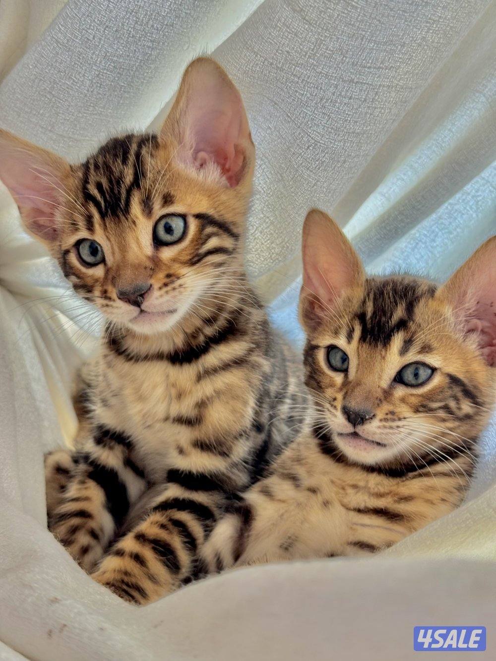 Exotic Russians bengals kittens for sales in rare colors قطط بنغال3