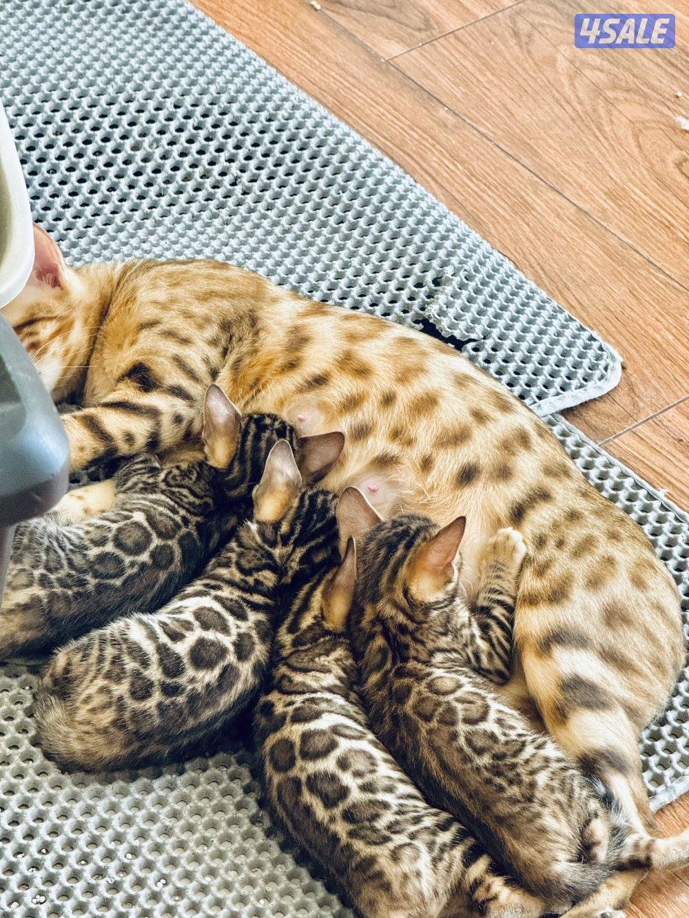 Exotic Russians bengals kittens for sales in rare colors قطط بنغال4