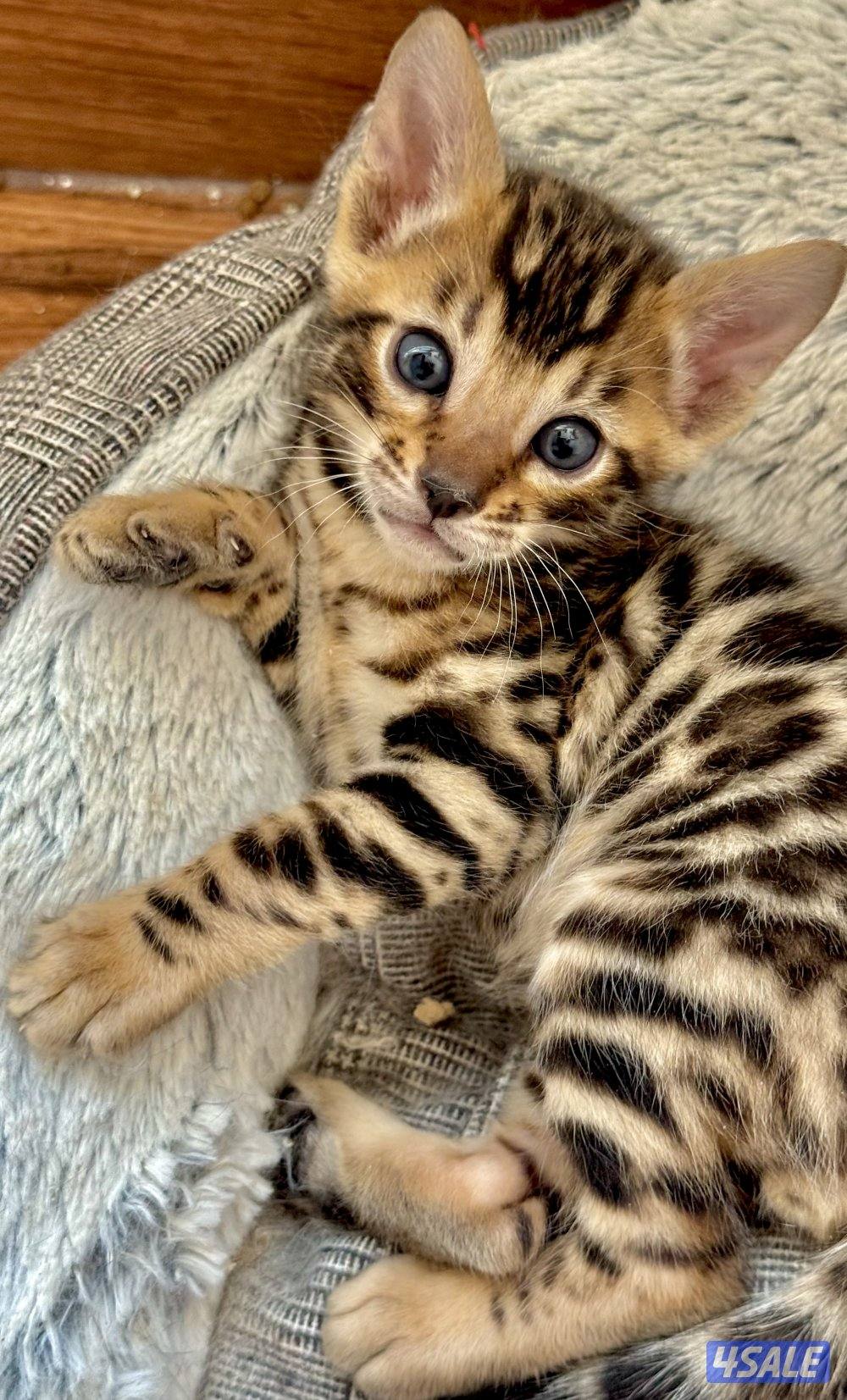 Exotic Russians bengals kittens for sales in rare colors قطط بنغال5