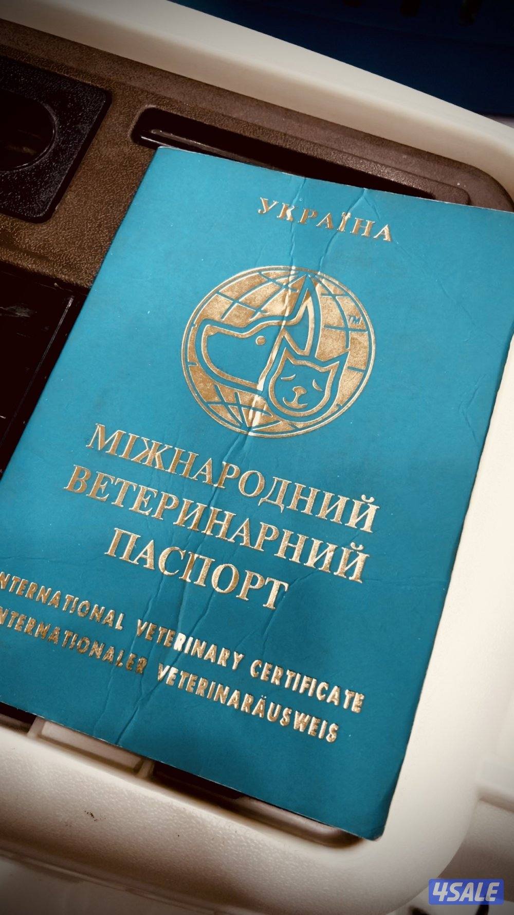 Exotic Russians bengals kittens for sales in rare colors قطط بنغال6