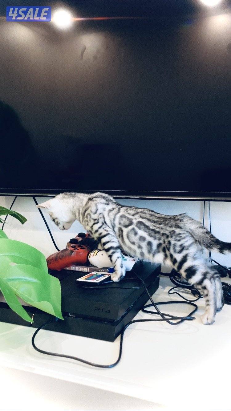 Exotic Russians bengals kittens for sales in rare colors قطط بنغال7