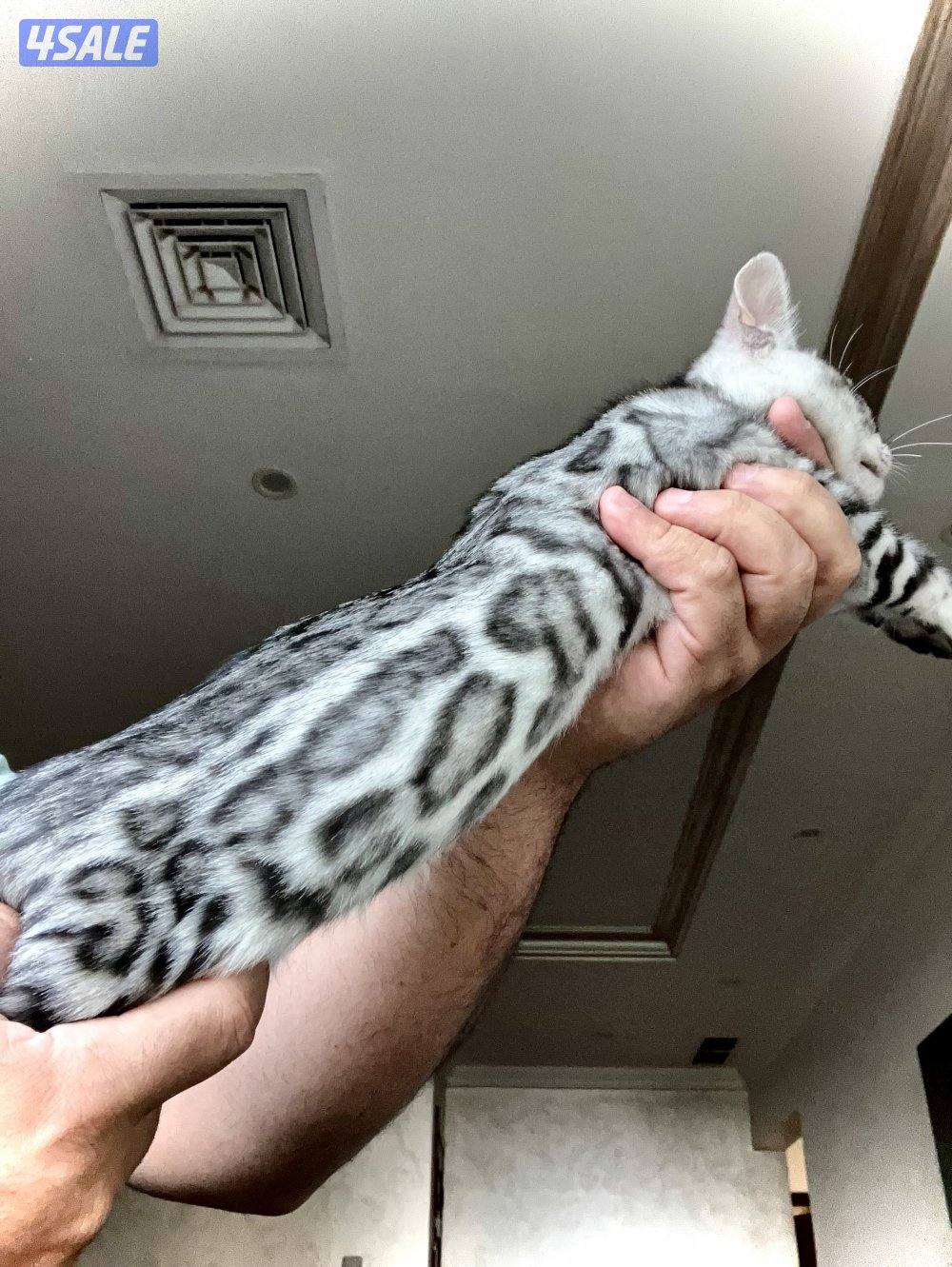 Exotic Russians bengals kittens for sales in rare colors قطط بنغال8