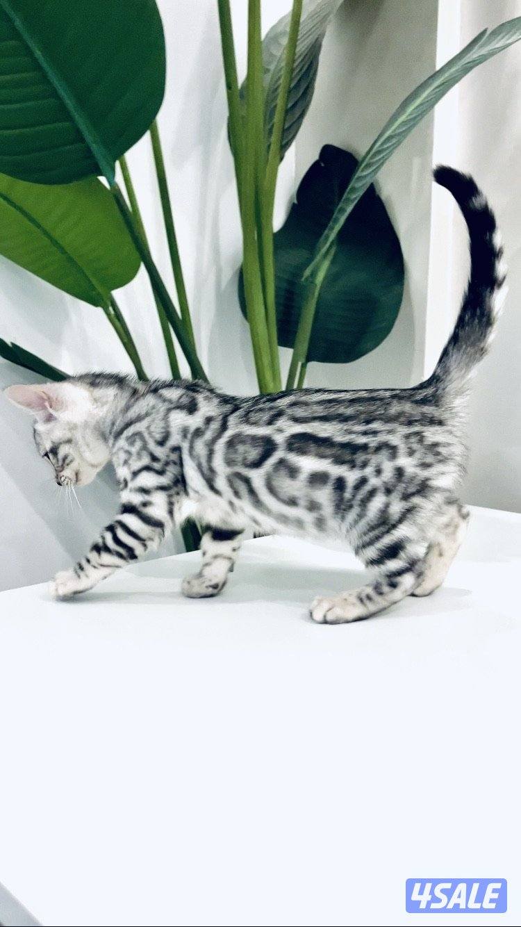 Exotic Russians bengals kittens for sales in rare colors قطط بنغال9