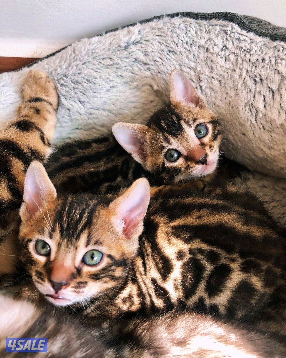 Exotic Russians bengals kittens for sales in rare colors قطط بنغال10