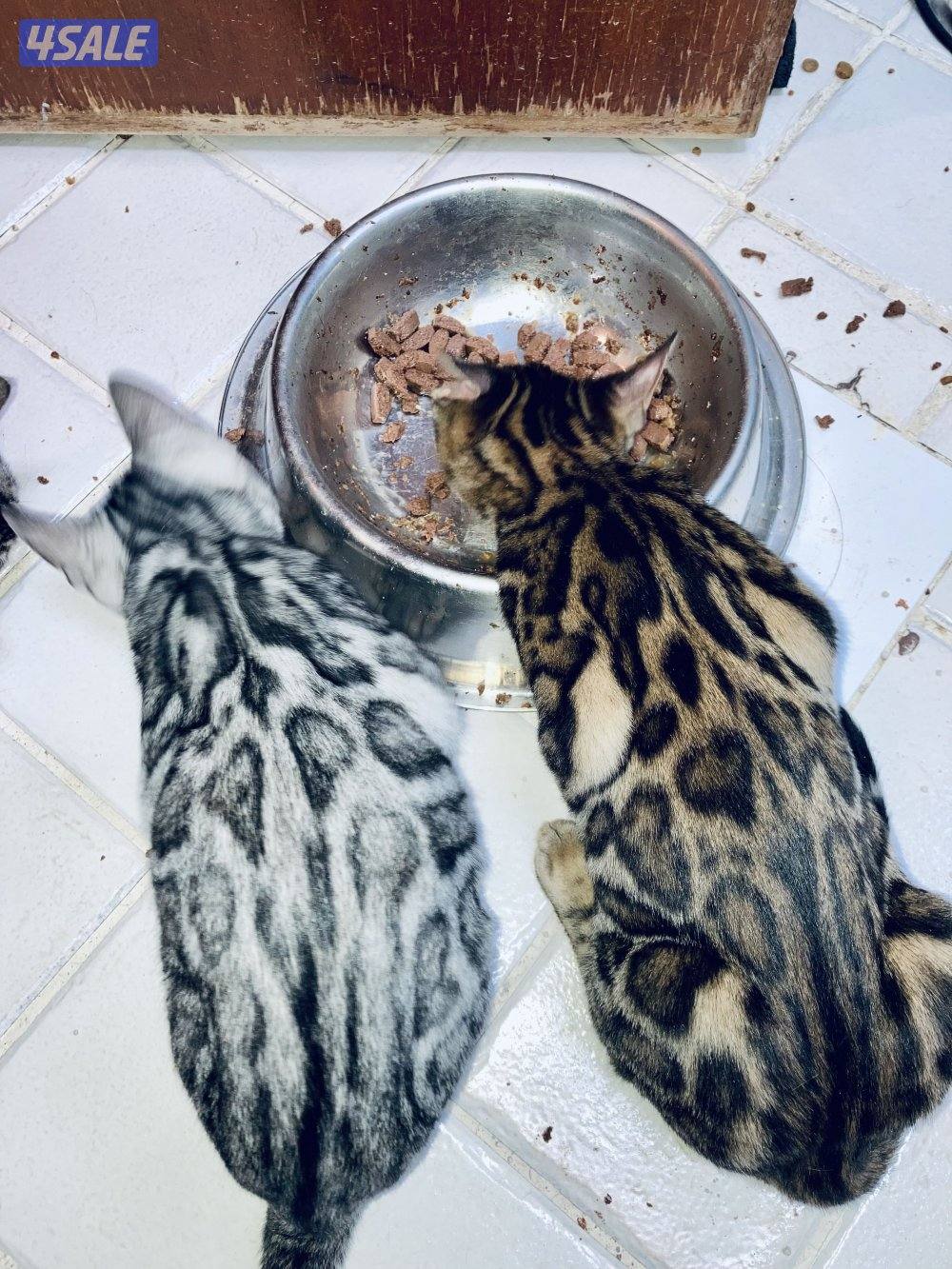 Exotic Russians bengals kittens for sales in rare colors قطط بنغال12