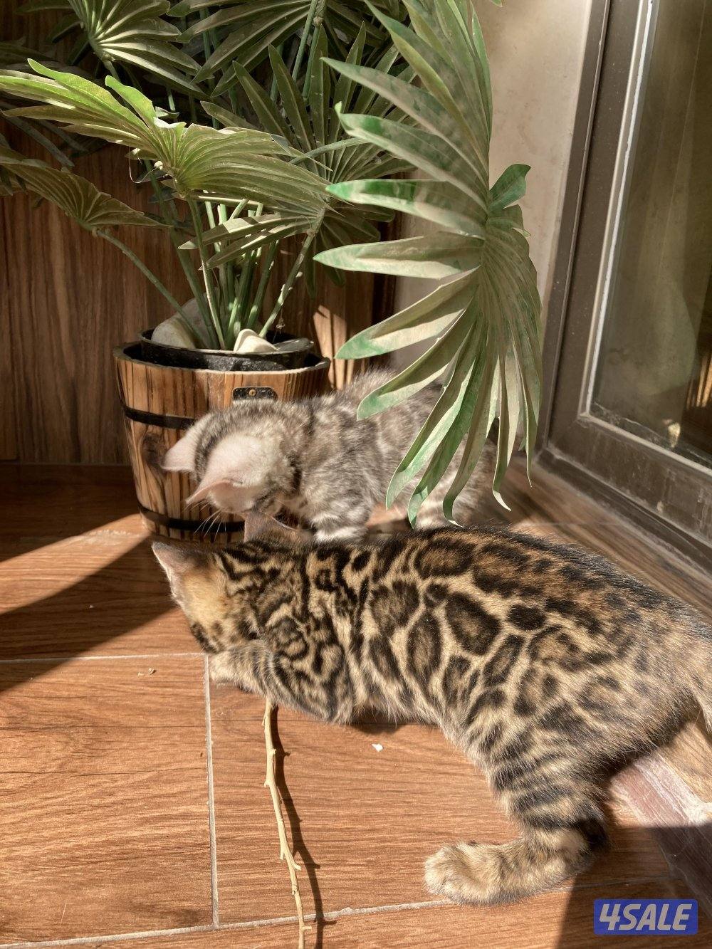 Exotic Russians bengals kittens for sales in rare colors قطط بنغال13