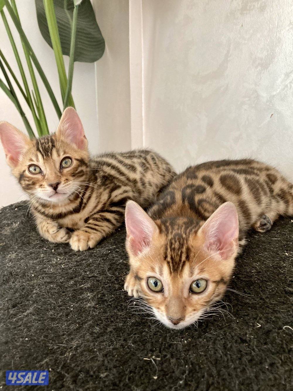 Exotic Russians bengals kittens for sales in rare colors قطط بنغال14