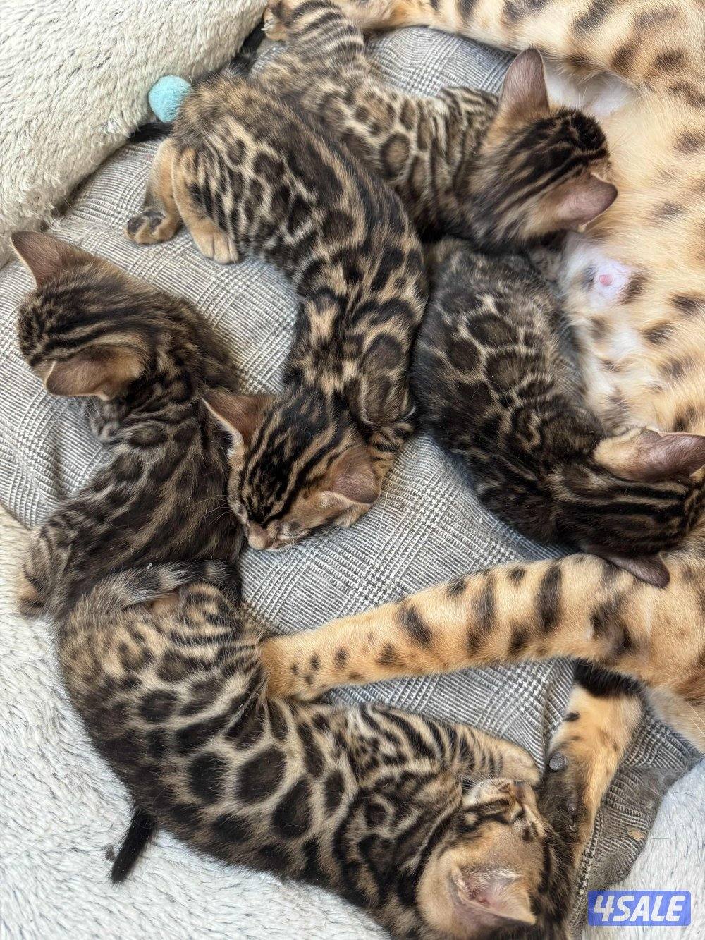 Exotic Russians bengals kittens for sales in rare colors قطط بنغال15