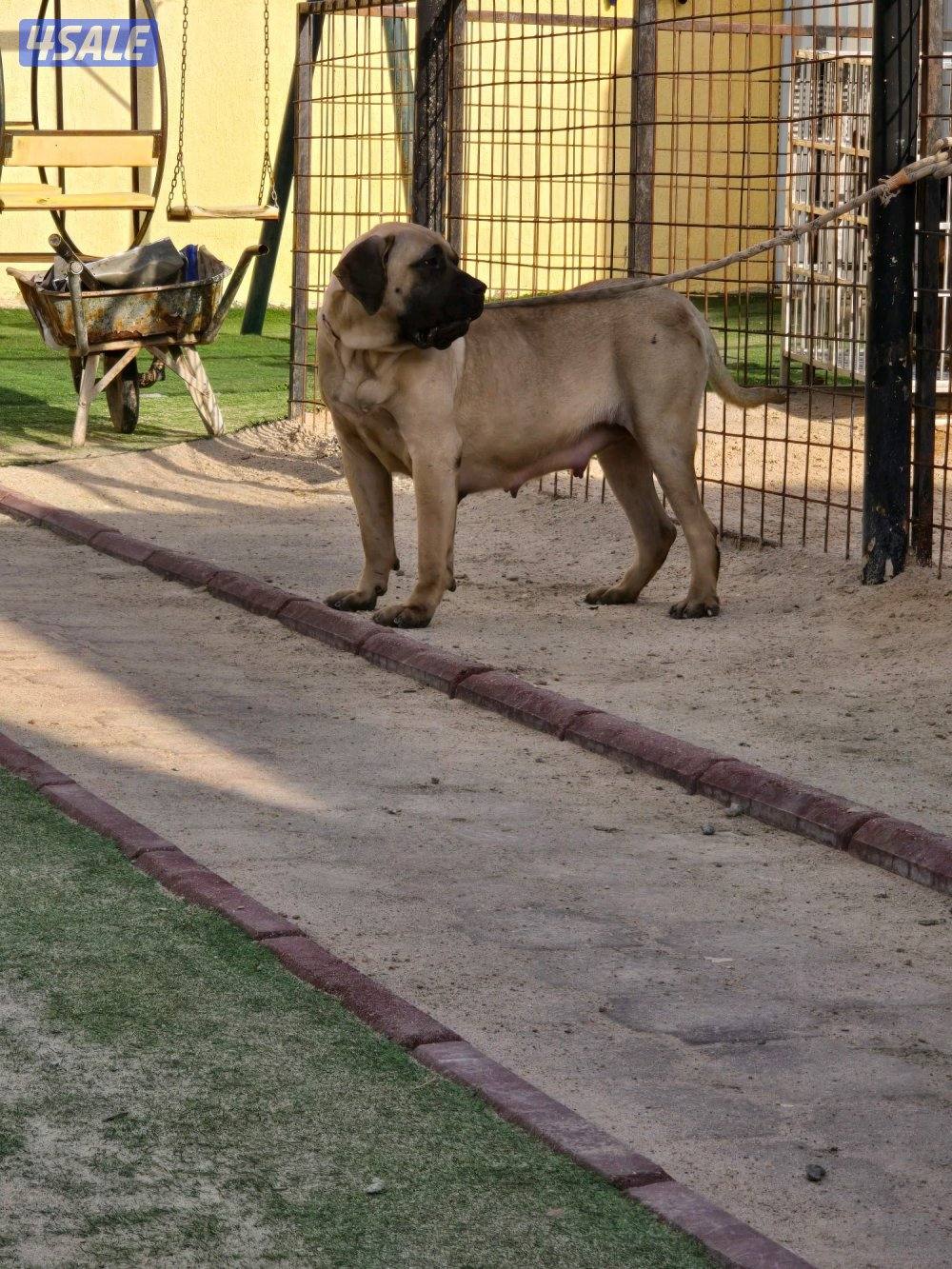 PRESA CANARIO جراوة FCI PEDIGREE بريسا كناريو5