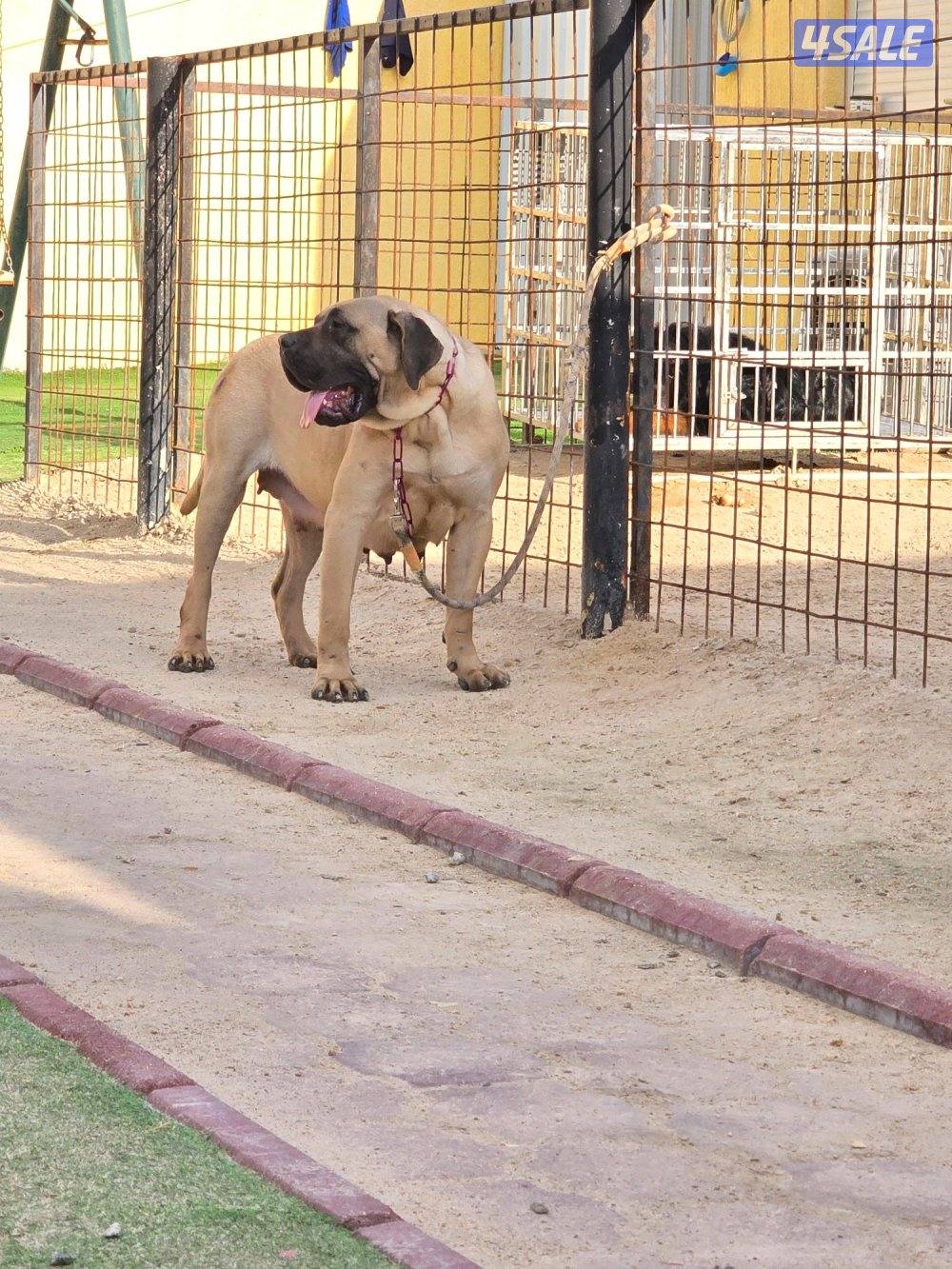 PRESA CANARIO جراوة FCI PEDIGREE بريسا كناريو6