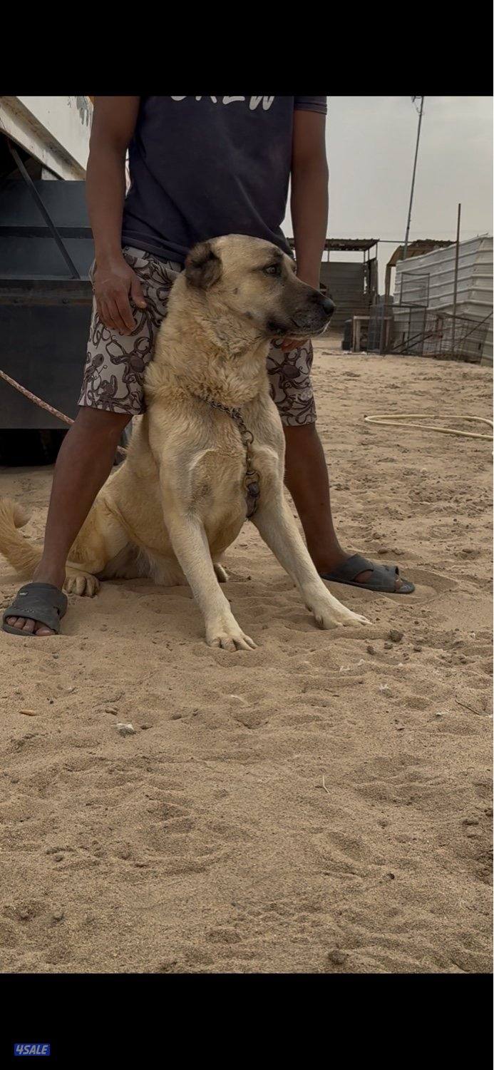 للبيع كانغال التركي0