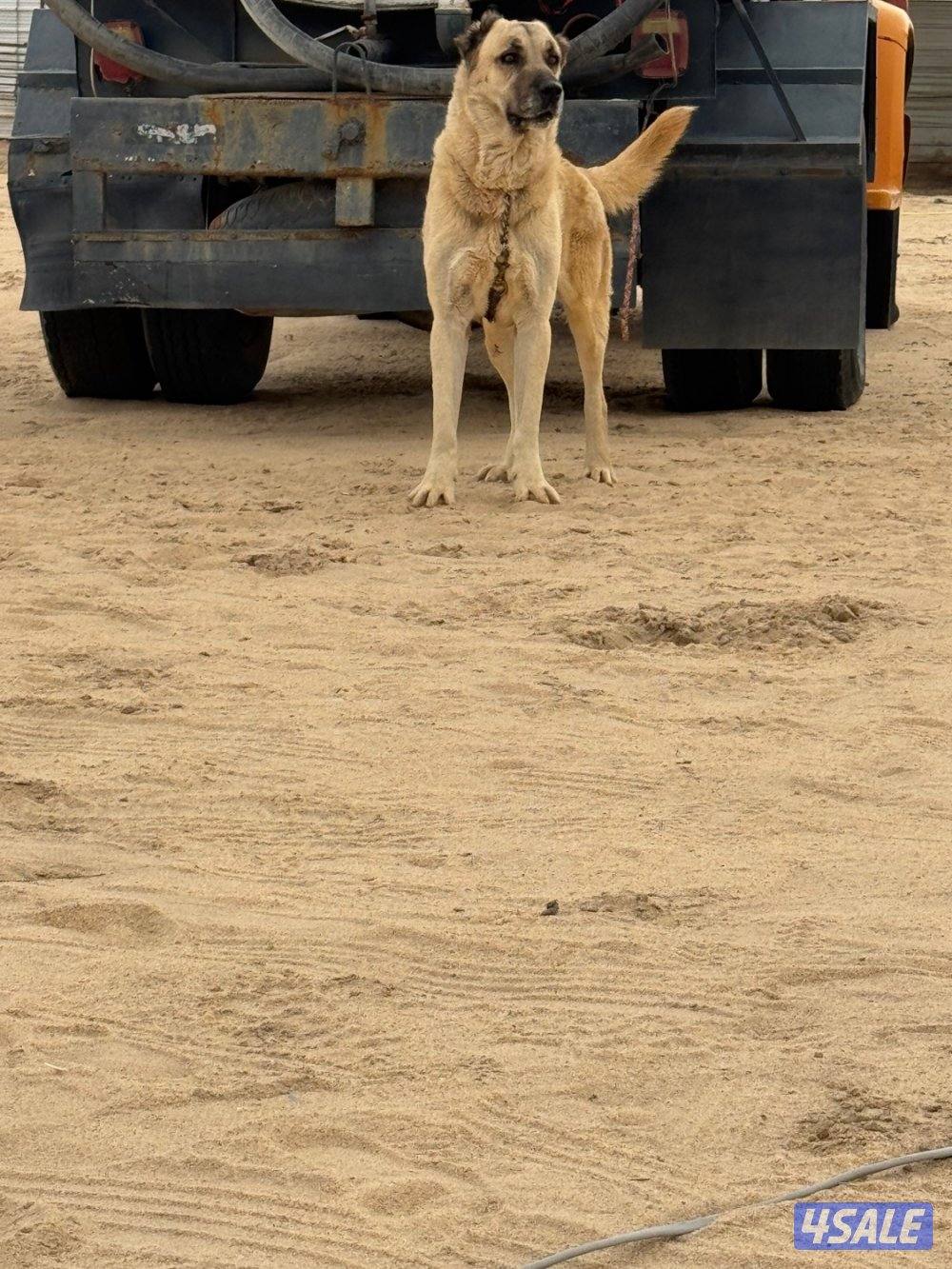 للبيع كانغال التركي1