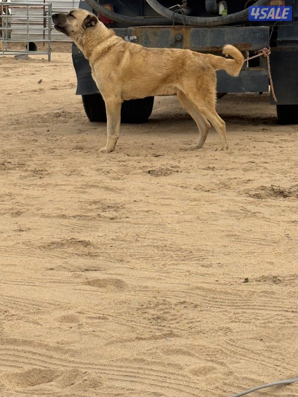 للبيع كانغال التركي2