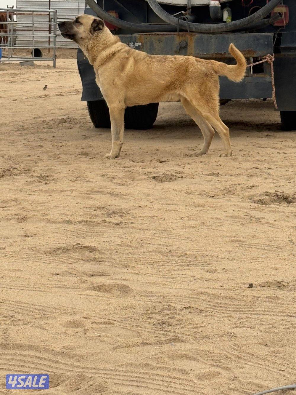 للبيع كانغال التركي3