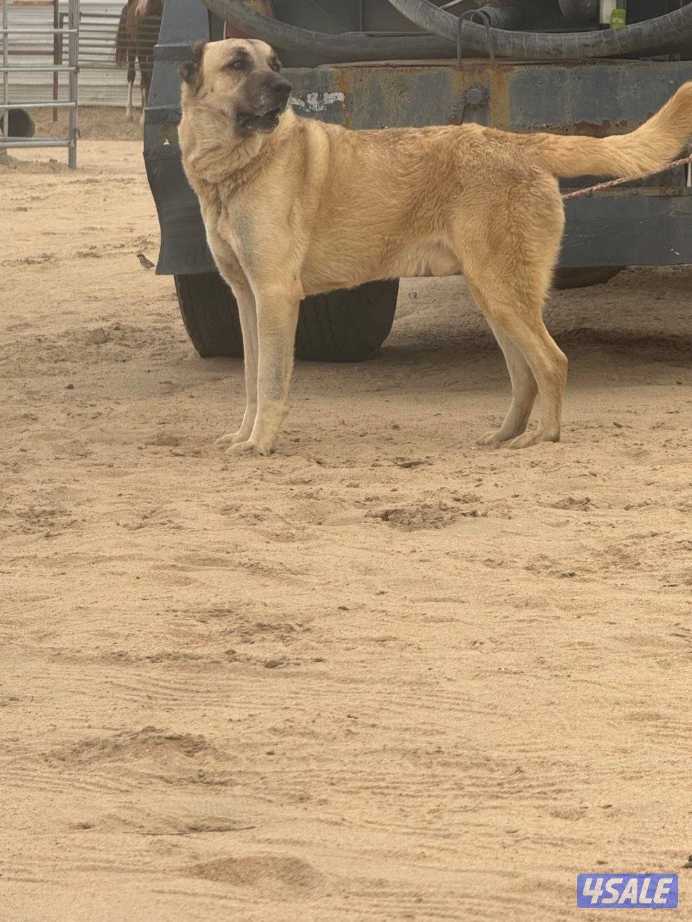 للبيع كانغال التركي4