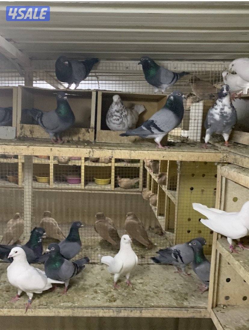 ازواج تراكيب احجام XL0