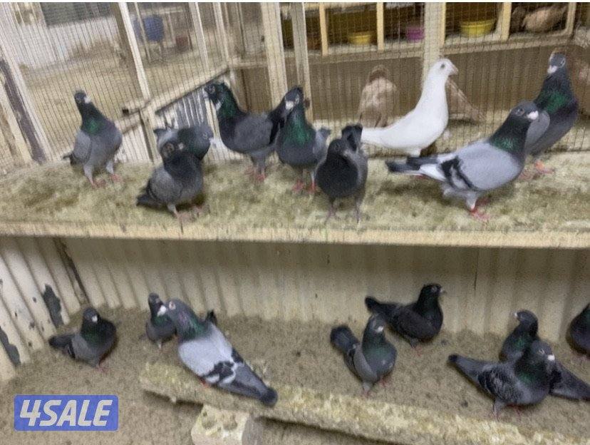 ازواج تراكيب احجام XL1