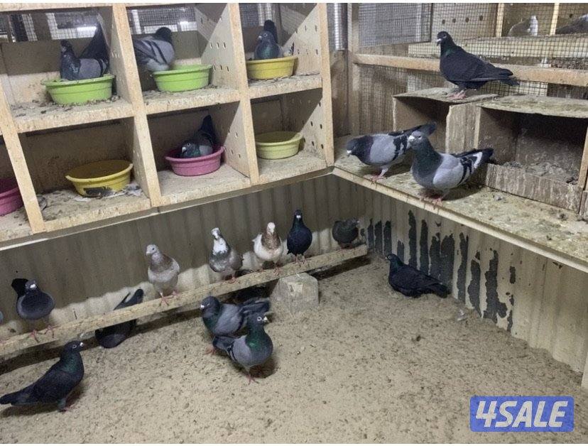 ازواج تراكيب احجام XL2