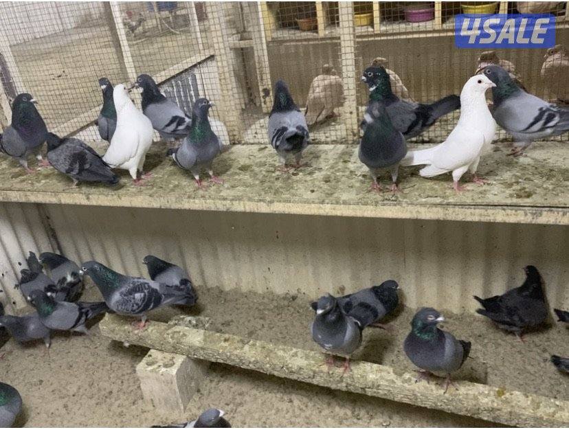 ازواج تراكيب احجام XL4