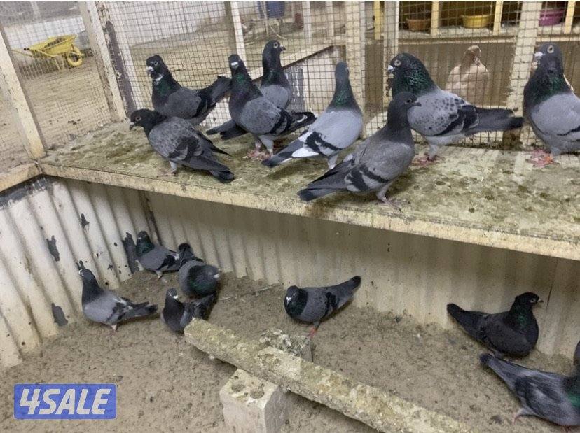 ازواج تراكيب احجام XL3