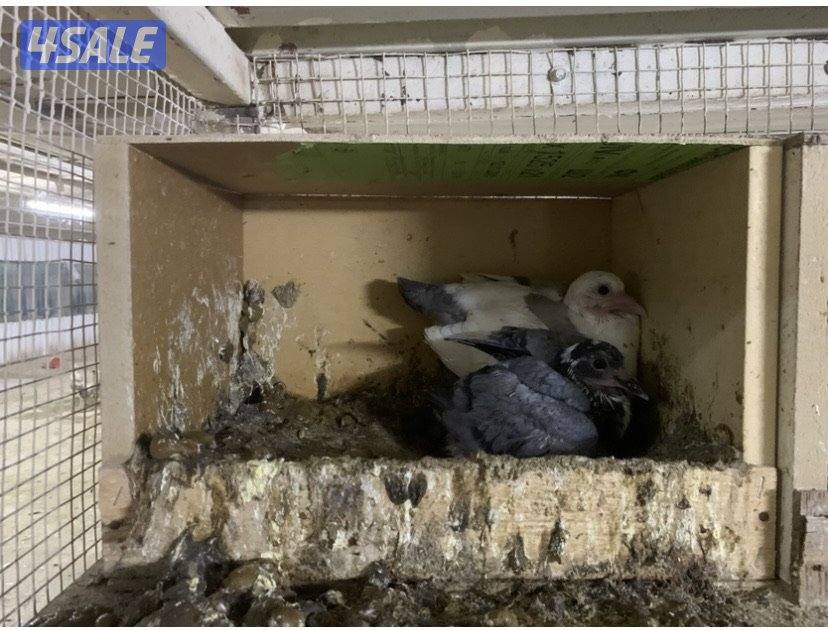 ازواج تراكيب احجام XL5