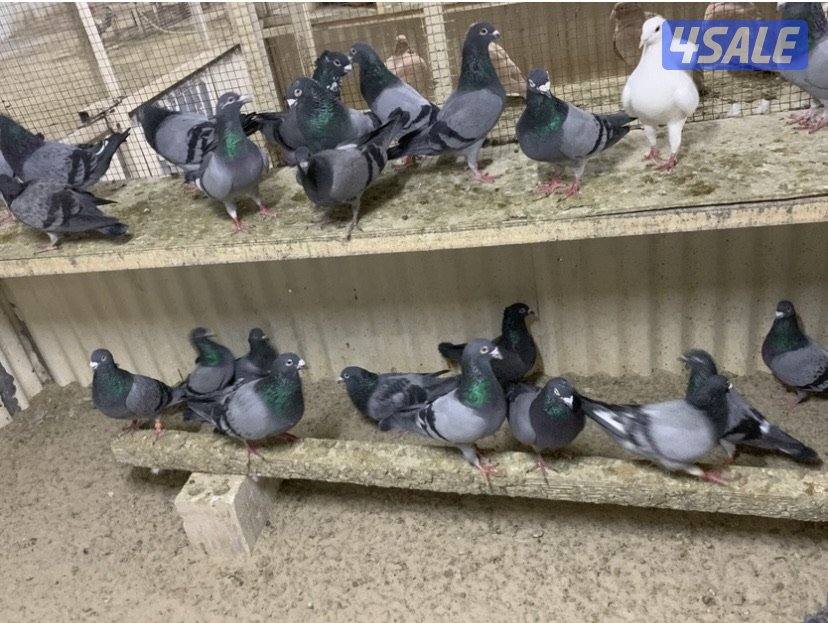 ازواج تراكيب احجام XL7