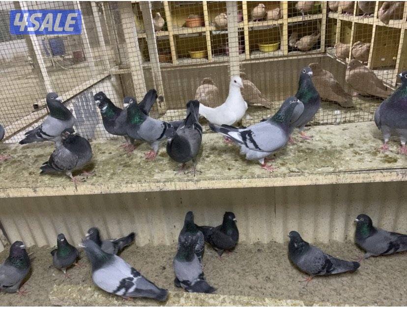 ازواج تراكيب احجام XL6