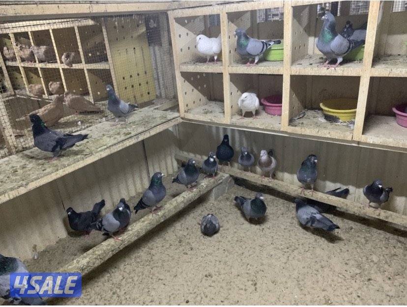 ازواج تراكيب احجام XL9