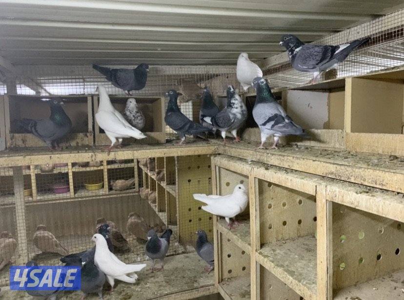 ازواج تراكيب احجام XL8