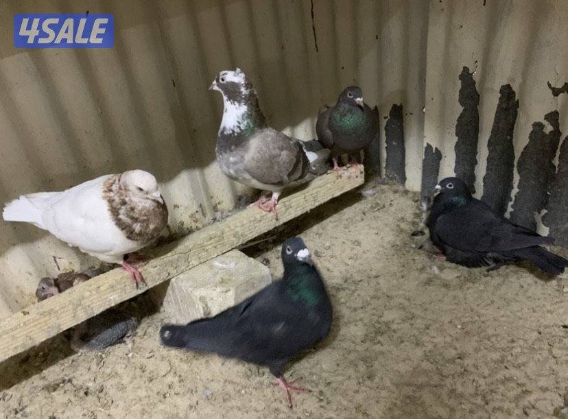 ازواج تراكيب احجام XL11