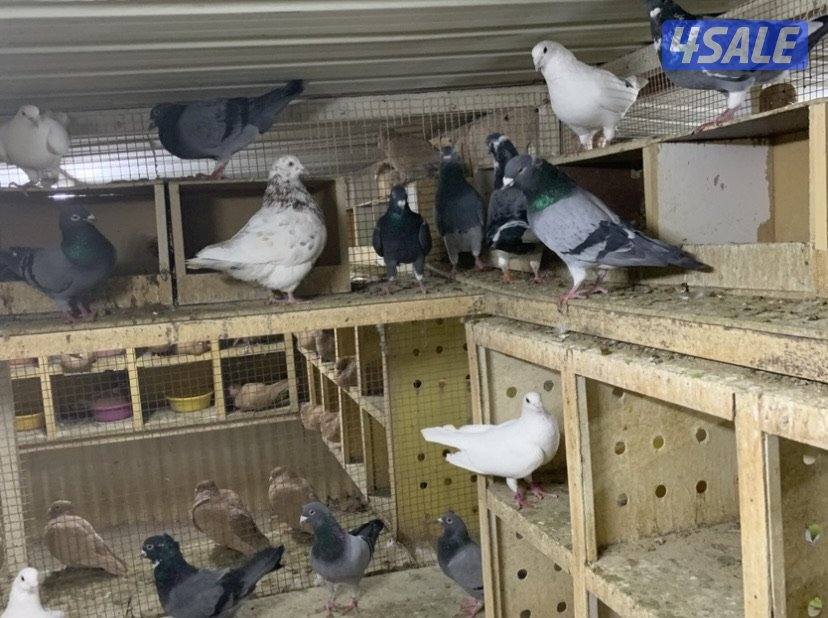 ازواج تراكيب احجام XL10