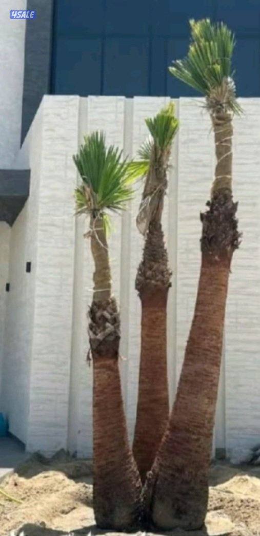 زراعة وصيانة الحدائق3