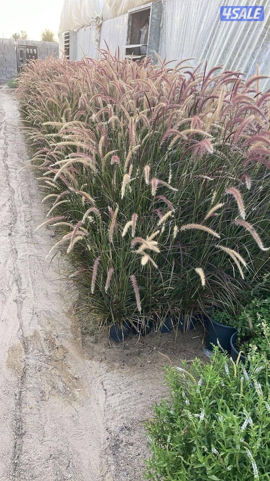 زراعة وصيانة الحدائق13