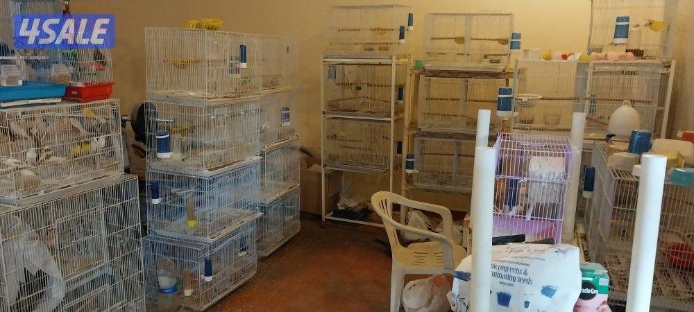 للبيع مشروع اقفاص تفريخ للطيور المغرده والناطقه مستعمله نظيفه1