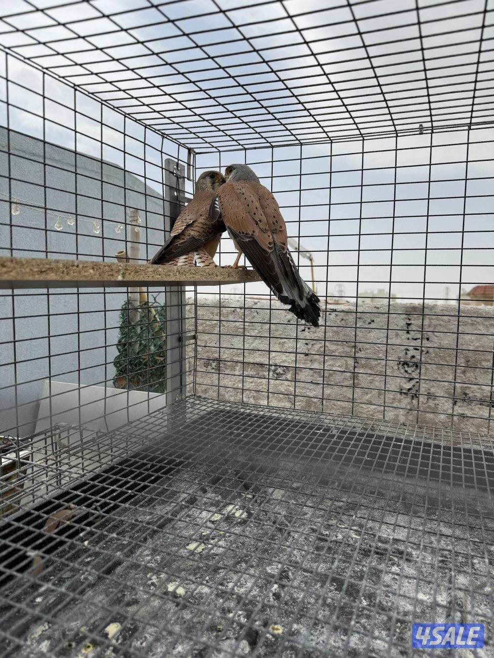 للبيع آخر حبتين0