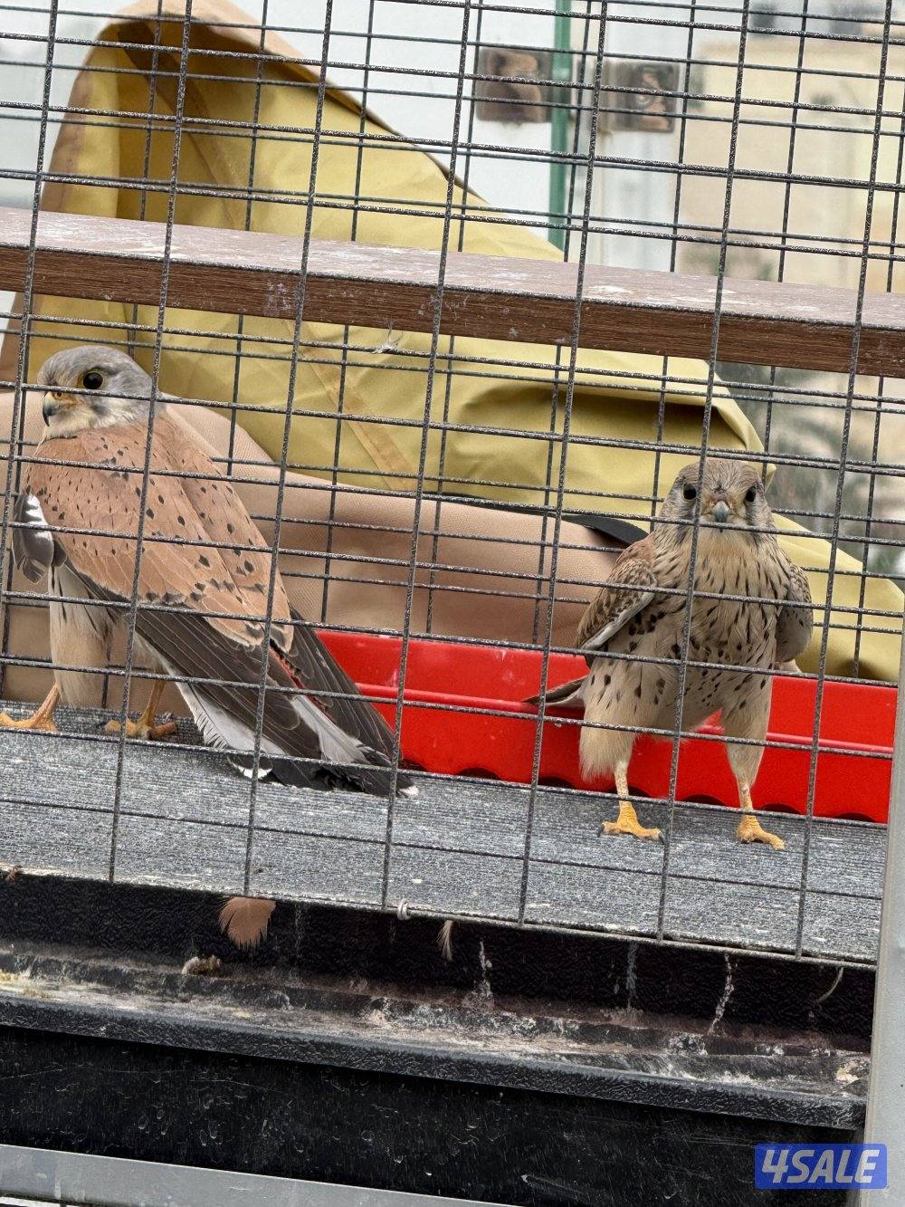 للبيع آخر حبتين1