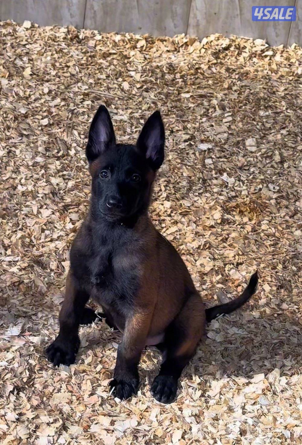 للبيع مالينو مستوى جدا عالي للجادين فقط ( السعر نهائي )0