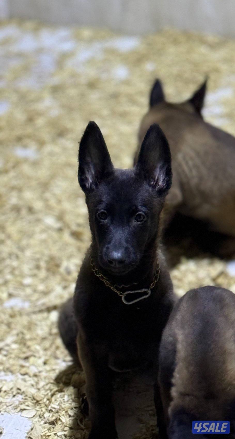 للبيع مالينو مستوى جدا عالي للجادين فقط ( السعر نهائي )1